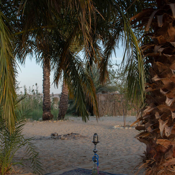 Chicha sur l'herbe.